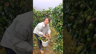 Amazing Landscape of Delicious Passion Fruit Farm  Passion Fruit Harvesting shorts satisfying [upl. by Assiren]