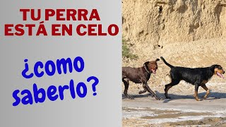 ✅EL CELO EN LAS PERRAS Cuidados Señales y Consejos🐕 [upl. by Aerdnac]