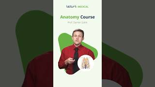 Master Thorax Anatomy with Dr Salmi 🌟 USMLEPrep AnatomyEssentials meded [upl. by Barabbas841]