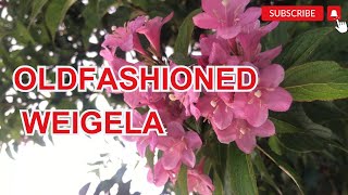 Oldfashioned Weigela or Weigela Florida [upl. by Hollenbeck]