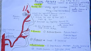 Facial Artery anatomy anatomy mbbs dentist [upl. by Iramohs614]