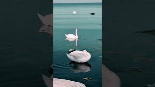 Words dont come easy🦢🌊 lyrics lovesong song 80smusic youtubeshorts beautiful love nature [upl. by Hernando]