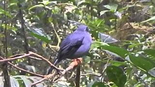 Black Faced Solitaire singing [upl. by Aissat792]