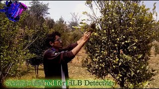 Citrus Greening HLB Detection by Scratch Method Kiran Timilsina [upl. by Oilisab428]