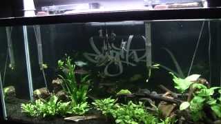 90 GALLON PLANTED TANK NO CO2 UPDATE 6 LEOPARD ANGELFISH [upl. by Radec]