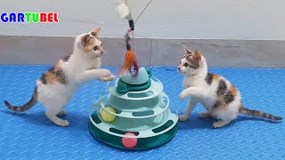 Cute Kittens With Funniest Situations  Cat Gartubel Practice Skills  Lovely Kitten Funny [upl. by Mirilla]