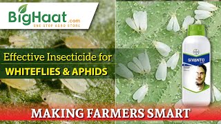 Effective Insecticide For Whiteflies And Aphids  BigHaat [upl. by Nochur]