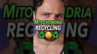 Mitochondria Recycling [upl. by Kinimod]