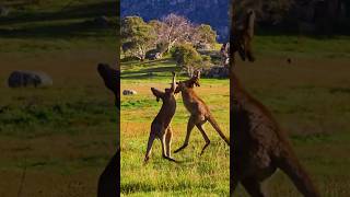 Kangaroo Fight 🥊animals fighting [upl. by Rasia]