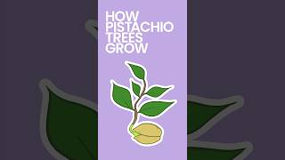 How Pistachio Trees Grow [upl. by Nnylkoorb]