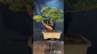 整理maintenancepruning for podocarpus Podocarpus 晶鑽羅漢松 [upl. by Anniram937]