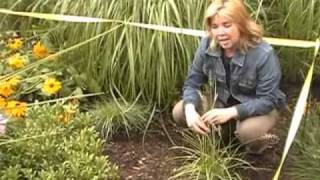 How To Create A Rain Garden In Your Yard with Senga Landscape Architect [upl. by Blinnie331]