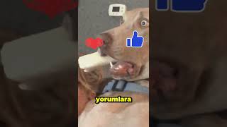 Ailesiyle korku filmi izleyen köpek trending viralvideo shorts [upl. by Winchester]