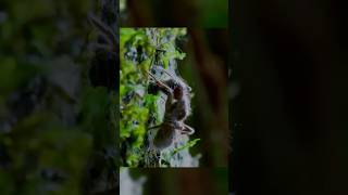 Condyseps  fungus that kills ants [upl. by Zoi]