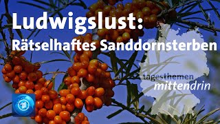 Ludwigslust Rätselhalftes Sanddornsterben  tagesthemen mittendrin [upl. by Euqirne]