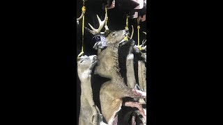 2018 Michigan buck pole in Lapeer Mi [upl. by Oyam]