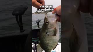 LAKE FORK GROWS BIG CRAPPIE‼️ crappie fishing crappiefishing barfly [upl. by Elwee]