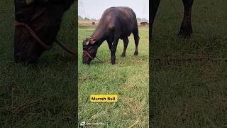 Bull  Murrah Bull  Murrah Buffalo 2024 Dairy Farm 2024 Desi Buffalo Farm [upl. by Norel]