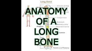 ANATOMY OF A LONG BONE [upl. by Mateya]