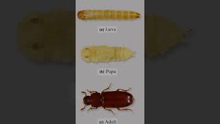 Tribolium castaneumred flour beetle [upl. by Earised939]