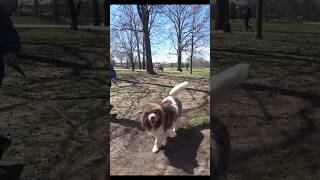 Big Beautiful Dog in Middle Village Queens NY [upl. by Aleedis152]