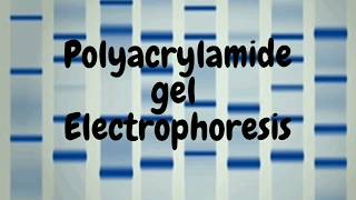 Polyacrylamide Gel Electrophoresis SDS PAGE [upl. by Alliw806]