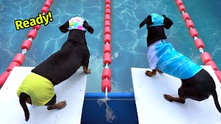 The Wienerlympics  Cute amp Funny Wiener Dog Video [upl. by Lareine]