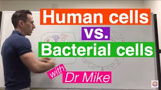 Eukaryotic vs Prokaryotic Cells [upl. by Tiffani960]