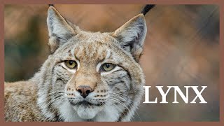 Lynx sounds somewhere in the north Wild lynx scream at night [upl. by Nezah]