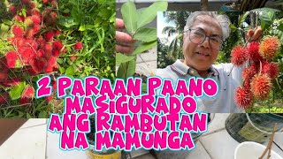 Paraan paano masigurado ang rambutan na mamunga [upl. by Heyde]