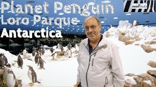 PINGUINE im LORO PARQUE 🐧 Botschafter für die Antarktis  zoosmedia [upl. by Enerehs]