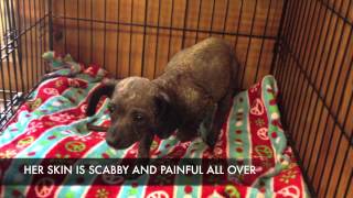 Arizona Small Dog Rescue DOLLY [upl. by Tarah]