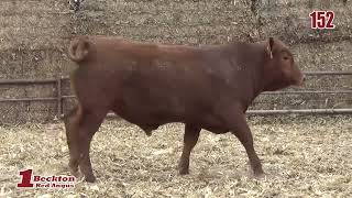 Lot 152 Becktons 79th Anniversary Production Sale Tuesday April 9th 2024 [upl. by Perri922]