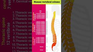 Human vertebral column  Vertebral column shortsshortsfeed [upl. by Navek]