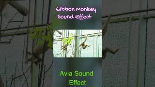 Gibbon Monkey Chanting Sound Effect shorts monkey [upl. by Hameerak855]