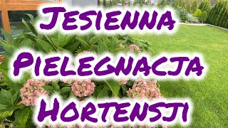 Jesienna pielęgnacja hortensji ogrodowej [upl. by Obed496]