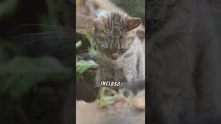 Descubre cómo los Gatos Reinaban en el Antiguo Egipto viralvideo gato [upl. by Aneba]