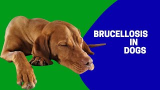 Brucellosis in Dogs [upl. by Edna]