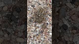 Hogna carolinensis commonly known as a Carolina wolf spider hatching its eggs￼spiderspecies [upl. by Airuam519]