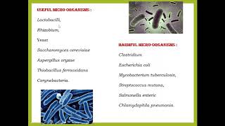 Useful amp Harmful Microbes Part 1 [upl. by Ahtnamys411]