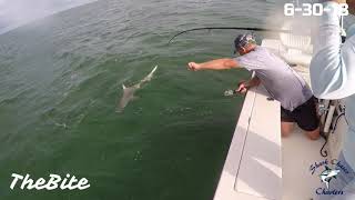 500lb Goliath Grouper Eats 5ft SharkTheBite [upl. by Irpak]