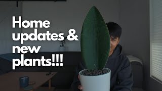 Home Updates amp New Plants How to Style Your Living Room with Plants [upl. by Atiuqes979]