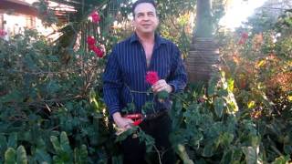 How to grow heirloom roses [upl. by Warde]