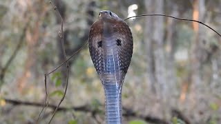 Indian Cobra [upl. by Merce]