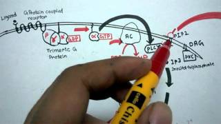 G protein coupled receptor mediated signaling [upl. by Ecnerrat798]