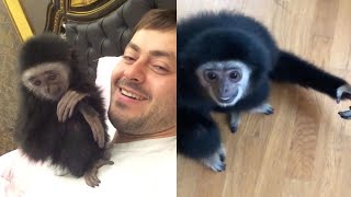 Man Lives With His Two Pet Gibbons [upl. by Anilosi]