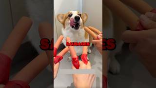 DOG SAUSAGE SURPRISE pets dogs funny [upl. by Bondy]