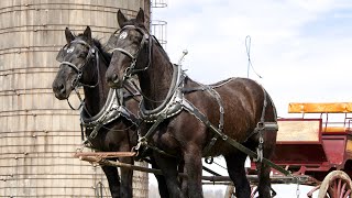 Registered Percheron Draft Horse Team MUST SEE for sale call 6063035669 draft horse percheron [upl. by Arber]