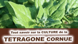 Tout savoir sur la culture de la tetragone Cornue  la concurrente de lépinard [upl. by Norword]