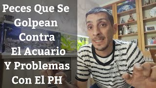 🔵 Peces Que Se Golpean Contra Los Cristales Del Acuario E Inestabilidades En El PH Acuarios MB [upl. by Schiffman]